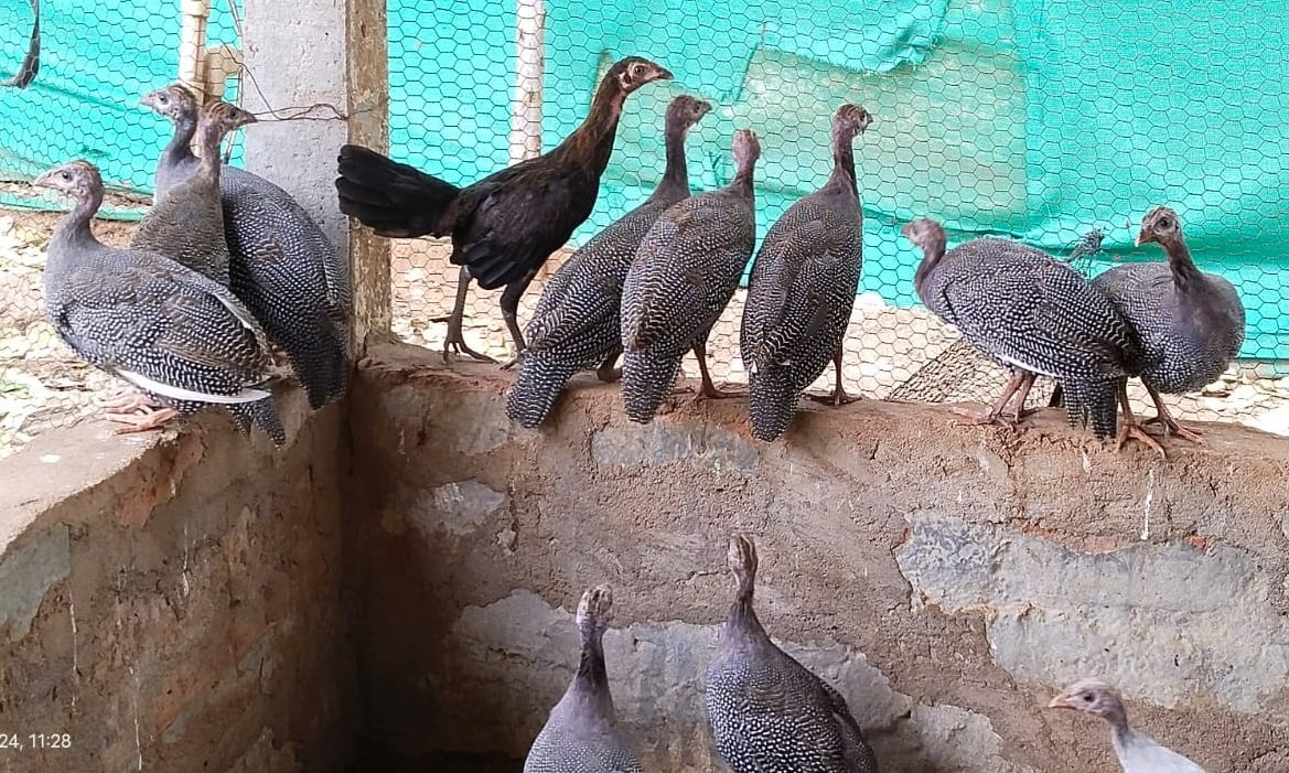 Guineafowl chicks