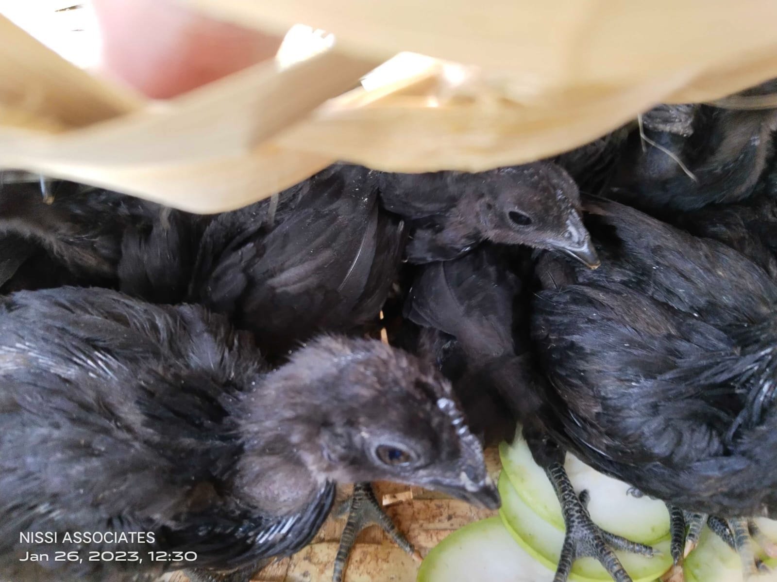 Kadaknath 45days old